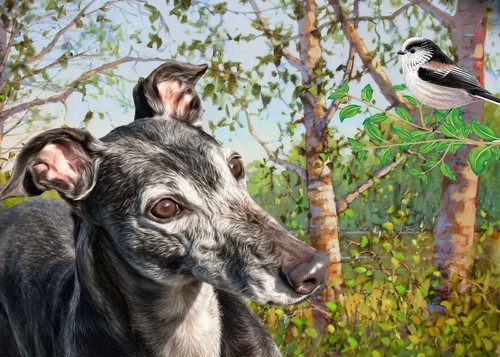 Greyhound lurcher - ,,