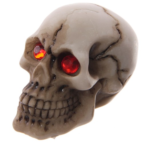 Skull decoration novelty - decoration,