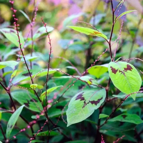 Persicaria virginiana - 2x,
