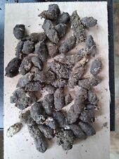 Barn owl pellets. Over 40. All from wild birds.