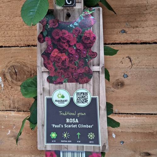 Climbing rose paul scarlet - climbing,