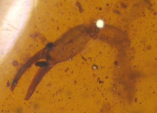 Nice scorpion claw with - scorpion,