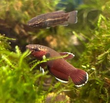 Betta channoides snakehead -