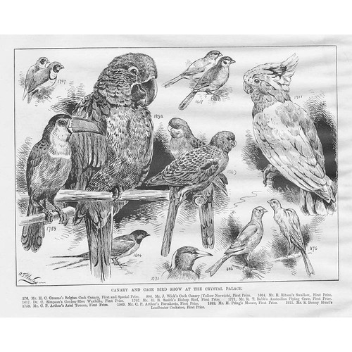 The canary cage - the,