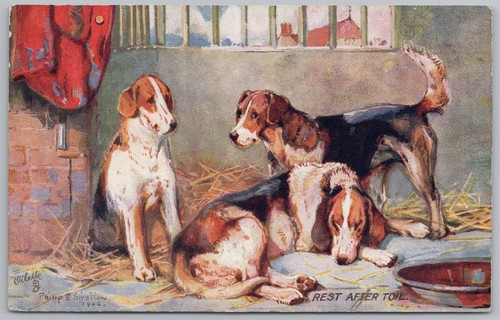 Fox hounds rest after - fox, toil