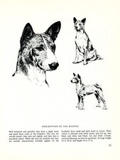 BASENJI VINTAGE 1963 PRINT SKETCH PAGE ARTIST BRIDGET OLERENSHAW