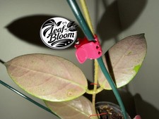 Very Rare Hoya sp. Lai Chau