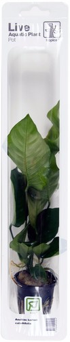 Anubias barteri caladiifolia