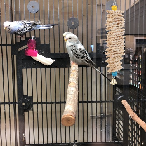 Bird chewing toy hanging - bird,