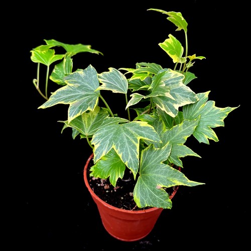 Variegated trailing ivy hedera - variegated,