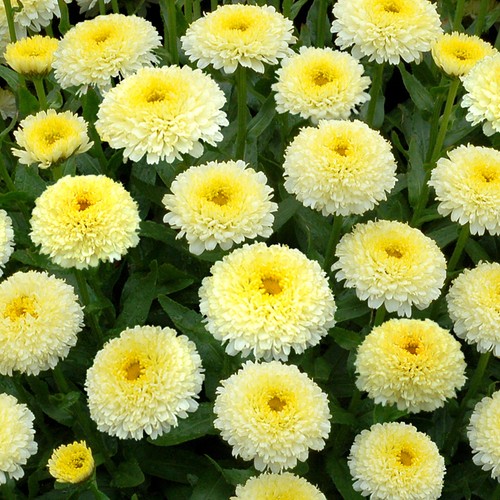 Leucanthemum luna shasta - luna,