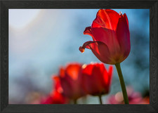 Tulips Framed Wall Art Poster