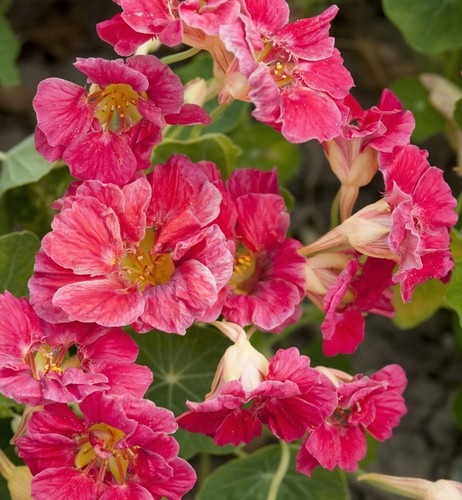 Pick mix premium nasturtium - &,