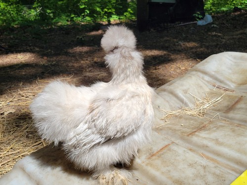 Lavender silkie frizzle - silkie,