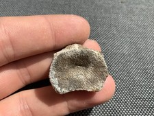 Fossil plesiosaur vertebra - fossil,