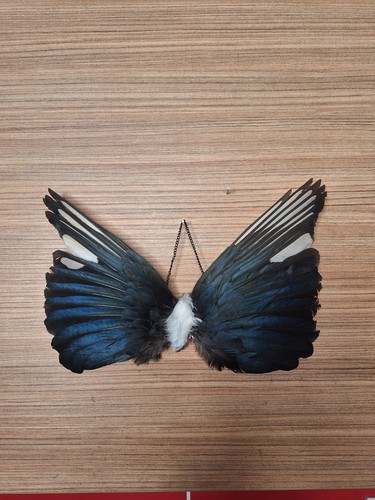 Taxidermy magpie wings - taxidermy,