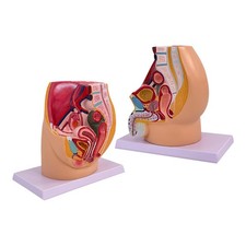 Pelvis Reproductive Anatomy