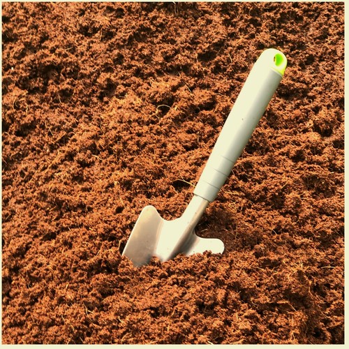 Umbrella tree potting - umbrella,