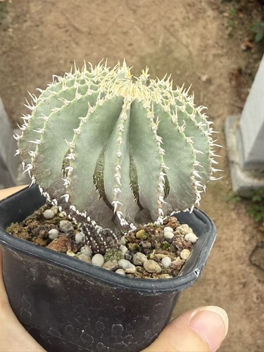 Geohintonia mexicana cactus - geohintonia,