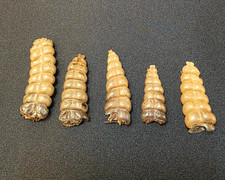 LOT OF 5 Rattlesnake Rattles