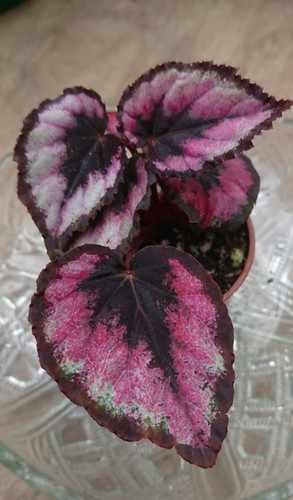 Begonia red heart - |,