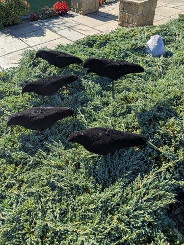 Flocked shell crow decoys - shell,