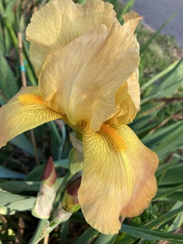 Three orange bearded iris - orange,