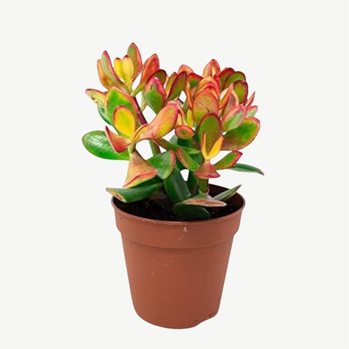 Crassula ovata sunset lush - -,
