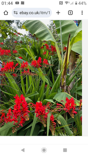 Crocosmia lucifer bulbs - 20,