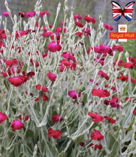 Lychnis coronaria - 🌸, “