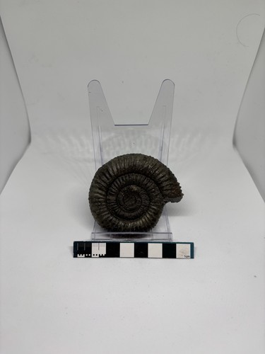 Jurassic ammonite - jurassic,