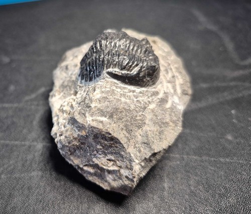 43mm hollardops mesocristata - 43mm,