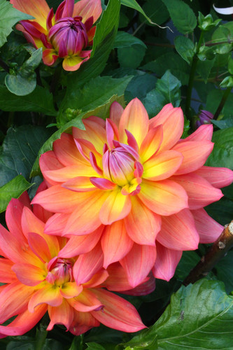 Dahlia firepot plant pot - plant,