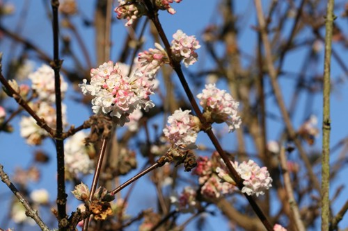 Viburnum bodnantense deben - viburnum,