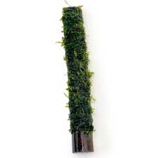 Java Moss on Bamboo Stick –
