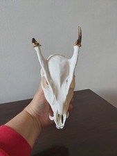 Muntjac Buck Deer Skull