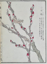 BAIREI PUSSY WILLOW TREE