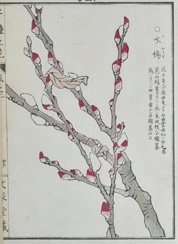 Bairei pussy willow - pussy,