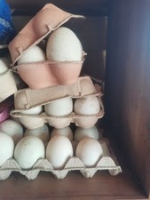 12 x Fresh Organic/FreeRange Duck Eggs (Eating). Healthy Farm Fresh Eggs. 
