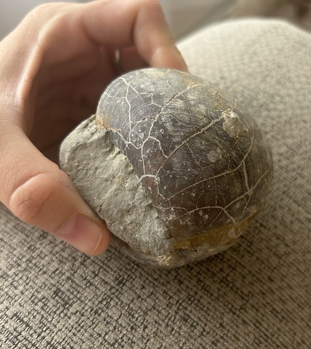 Fossil shell lavernock - fossil, south