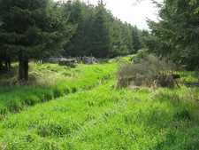 Photo 6x4 Pheasant rearing