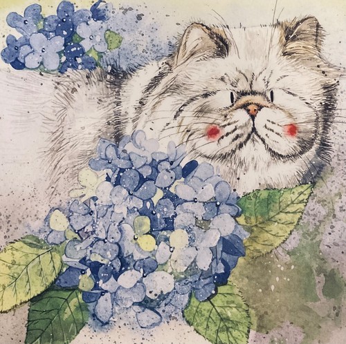 Alex clark cat hydrangea - &,