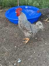 barred plymouth rock hatching