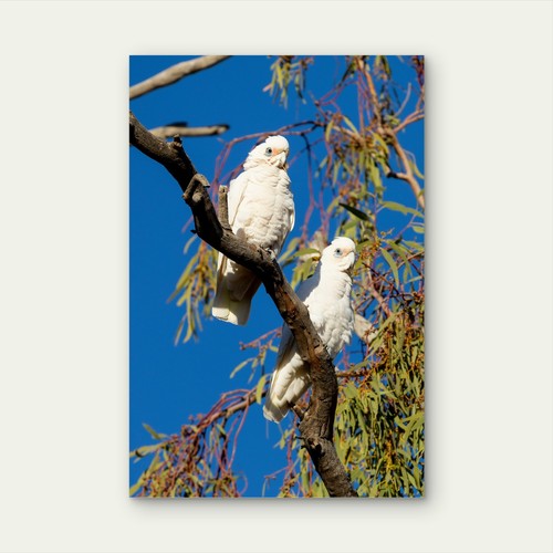 Little corella cockatoo - little,