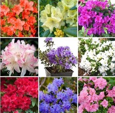 3 X MIXED DWARF RHODODENDRON