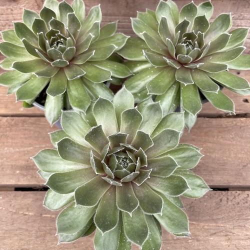 Sempervivum ruby heart 9cm - sempervivum, x