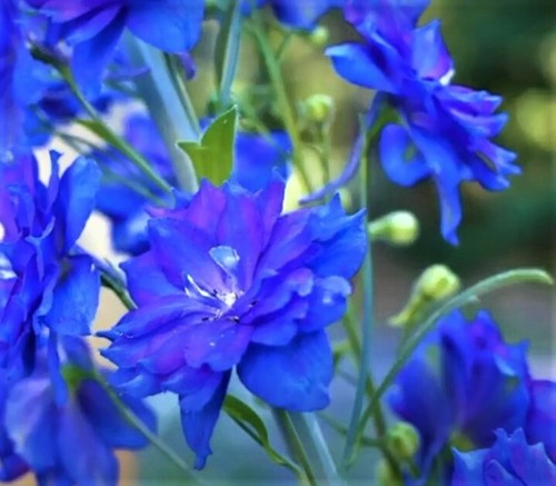 Delphinium larkspur giant mix - delphinium,