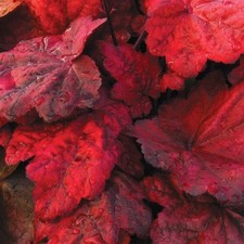 Heuchera ‘Autumn Leaves’