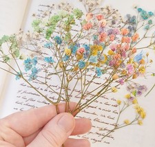 Pressed Rainbow Baby Breath