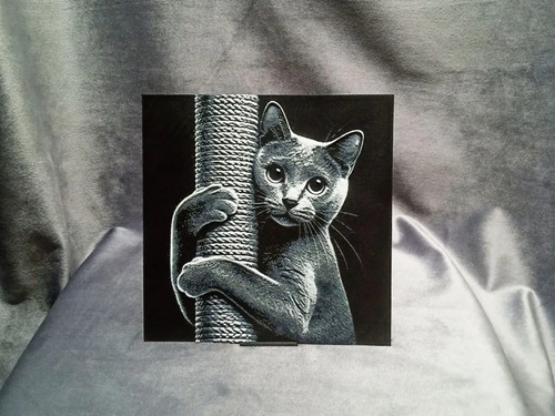 Russian blue cat with - blue,